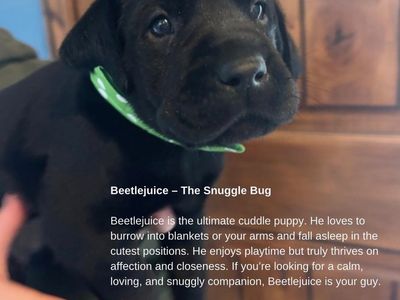 Beautiful AKC Lab Puppies-updated !!!