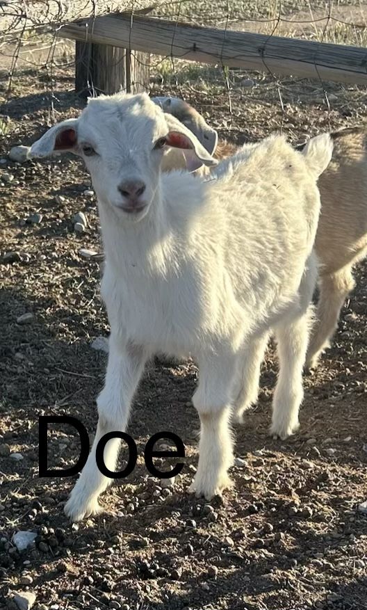 Alpine/Boer Doeling - Adorable Young Female Goat for Sale