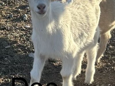 Alpine/Boer Doeling - Adorable Young Female Goat for Sale