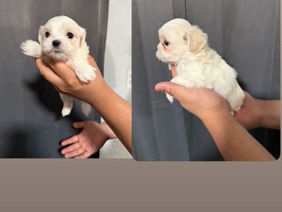Puppies