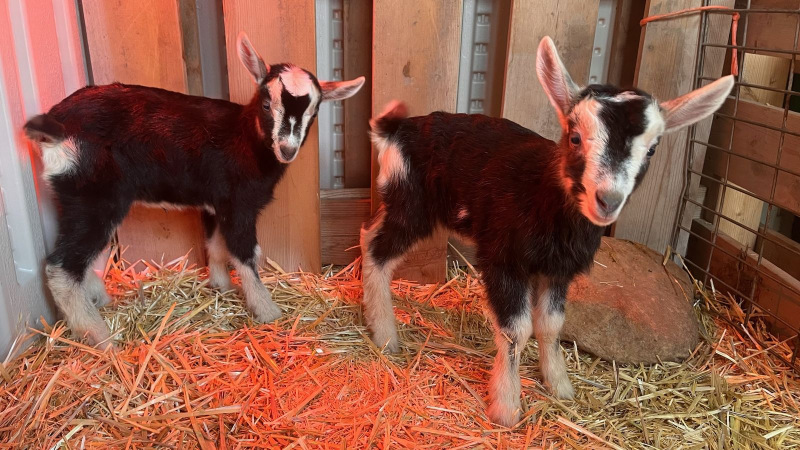 3 French Alpine bottle babies available