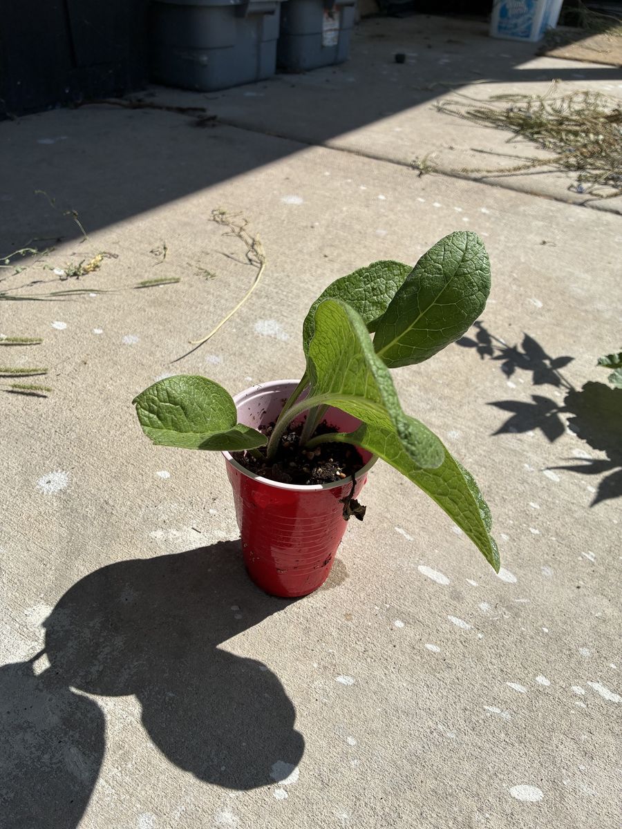 Comfrey Live Plant Starter (Sterile)
