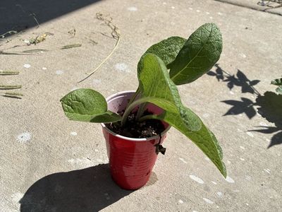 Comfrey Live Plant Starter (Sterile)