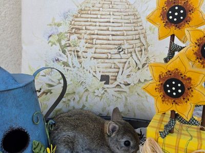 Chestnut Netherland Dwarf Doe