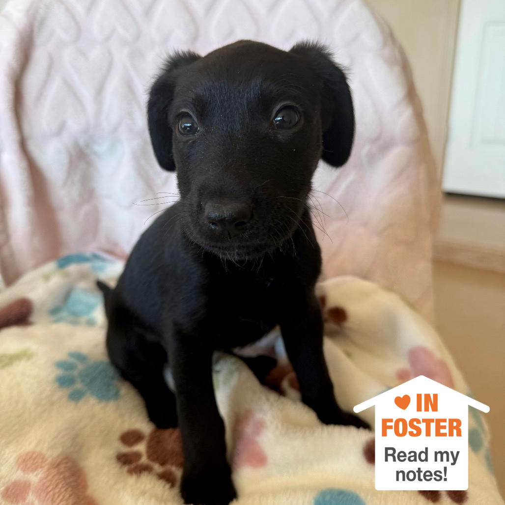 Hello my name is Pac-Man