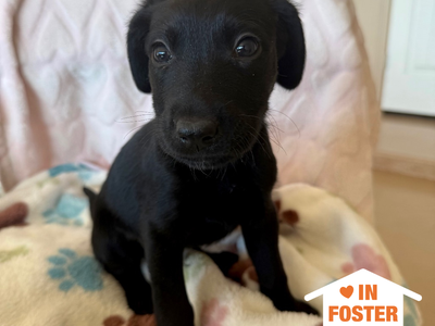 Hello my name is Pac-Man