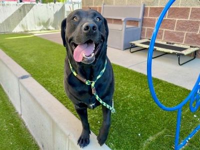A126718 Zuzu is Available for Adoption!
