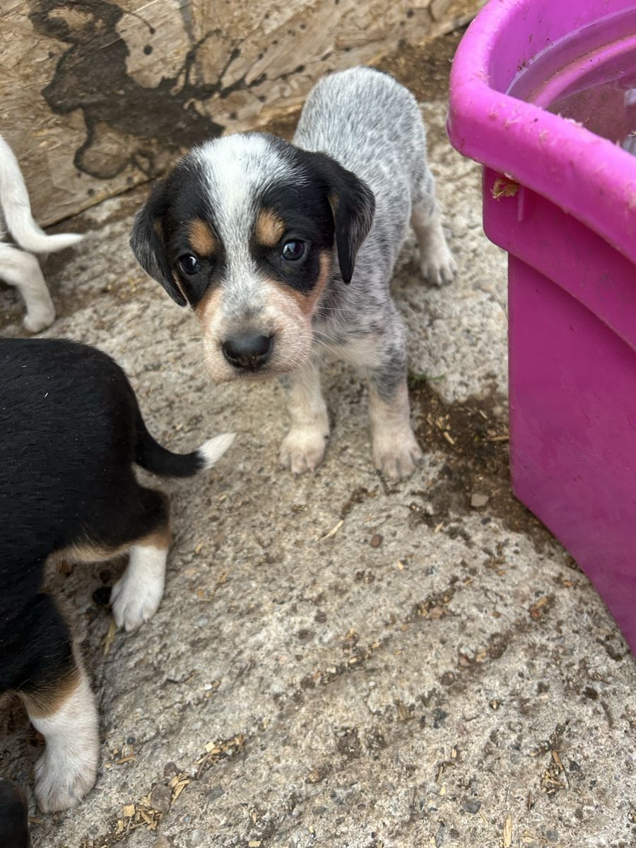 Hound puppies