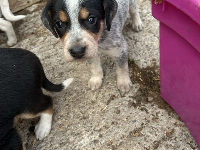 Hound puppies