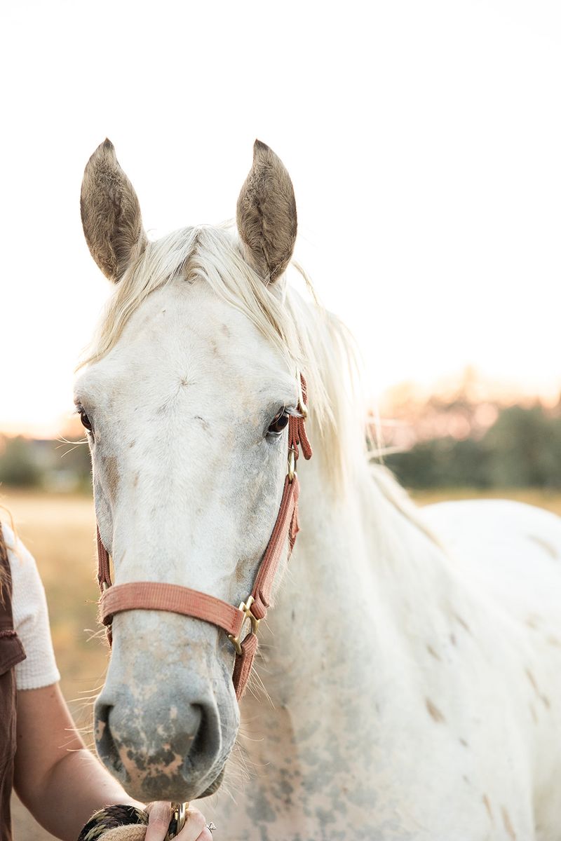 4 year old appaloosa