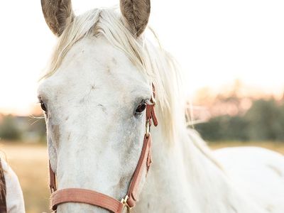 4 year old appaloosa