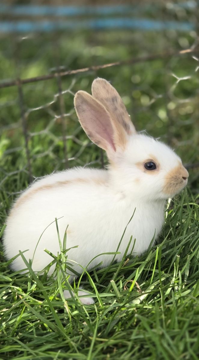 Rhinelander Bunny Rabbit Kits