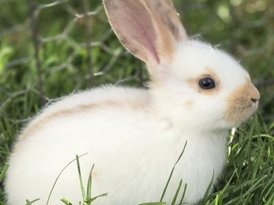Rhinelander Bunny Rabbit Kits