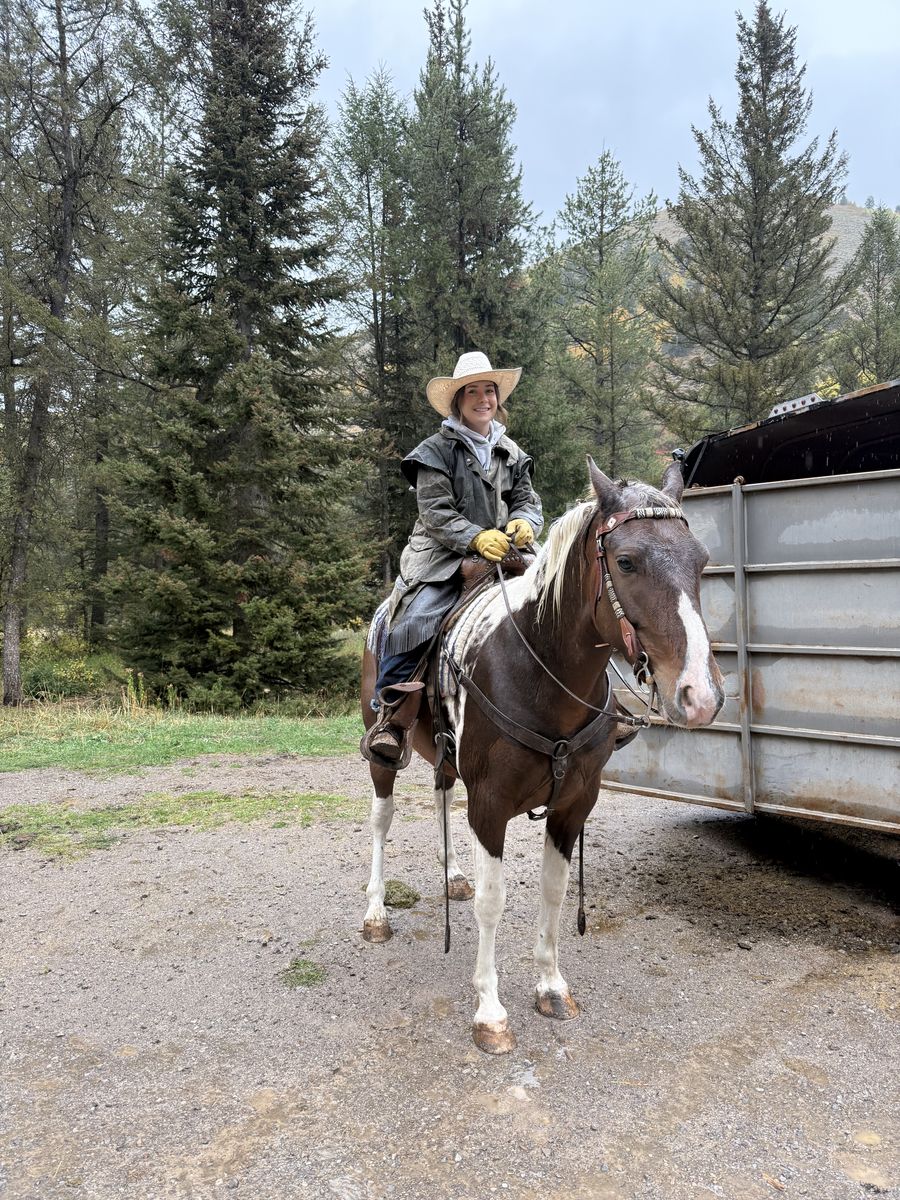 Rocky Mountain Gelding