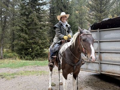 Rocky Mountain Gelding