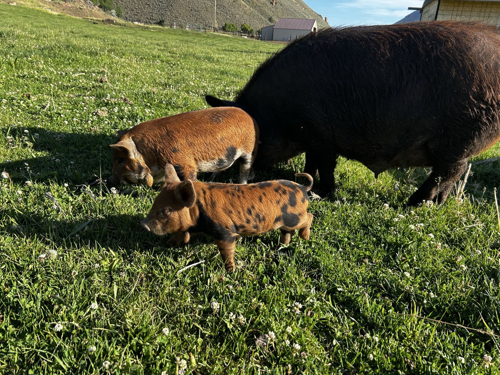 IPP Piglets