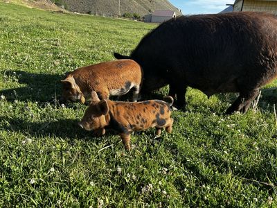 IPP Piglets