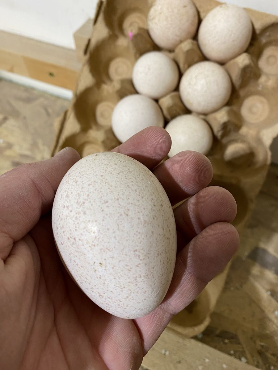 Narragansett Turkey Eggs for Hatching