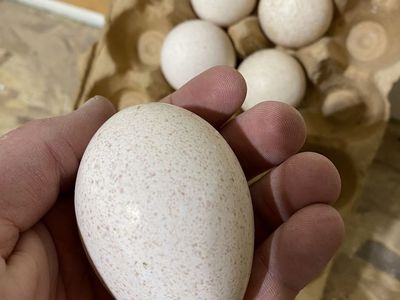 Narragansett Turkey Eggs for Hatching