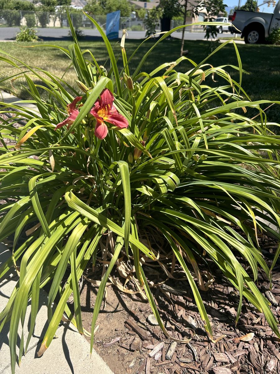 Mature Daylilys