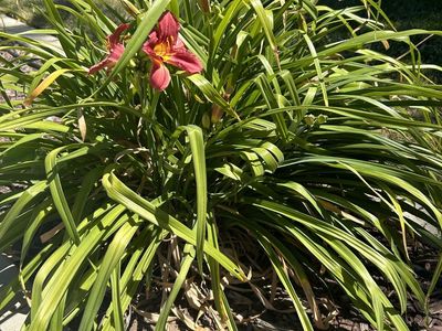 Mature Daylilys