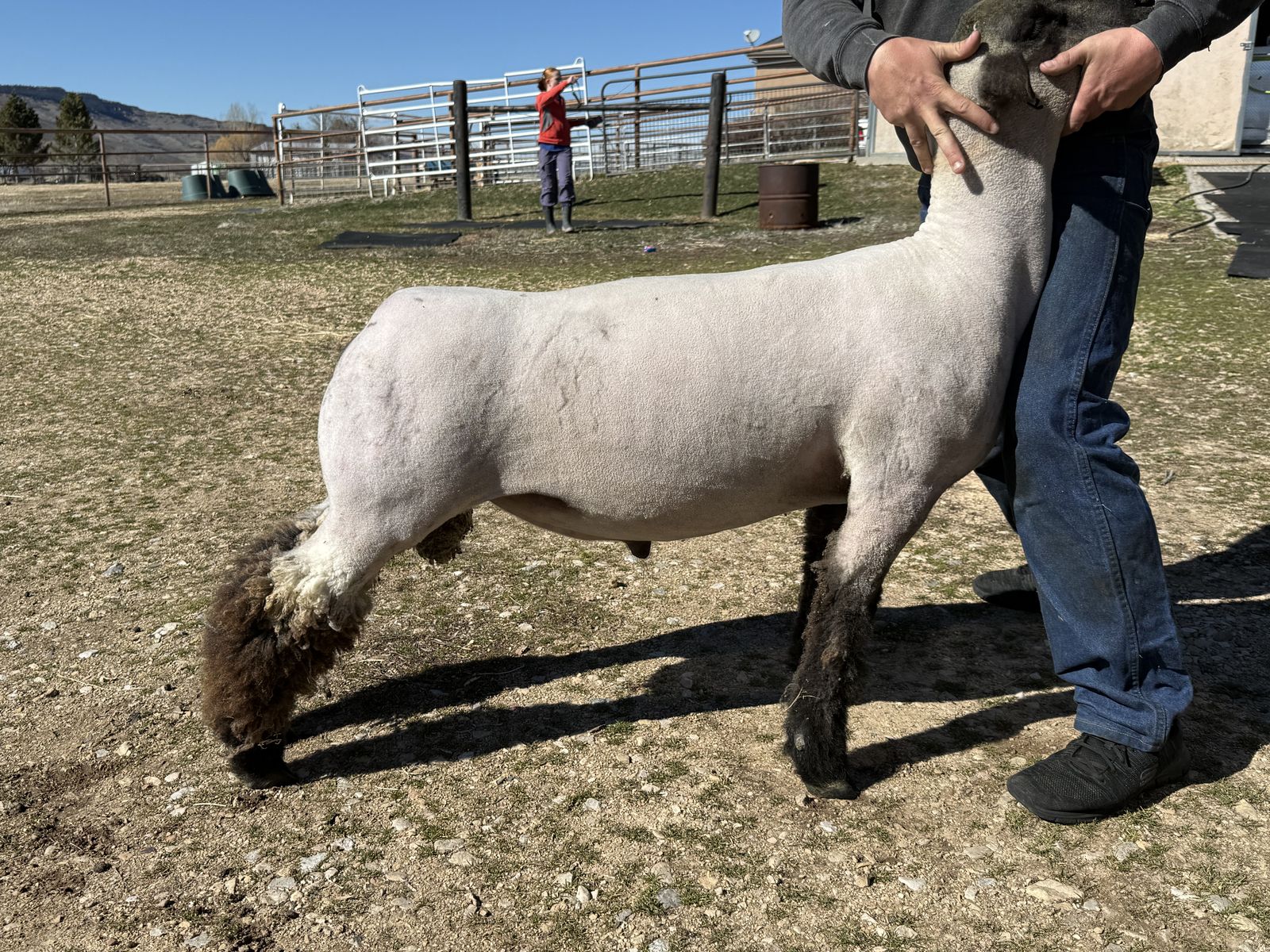 Club Lamb Ram  best Offer