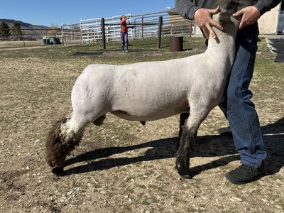 Club Lamb Ram best Offer