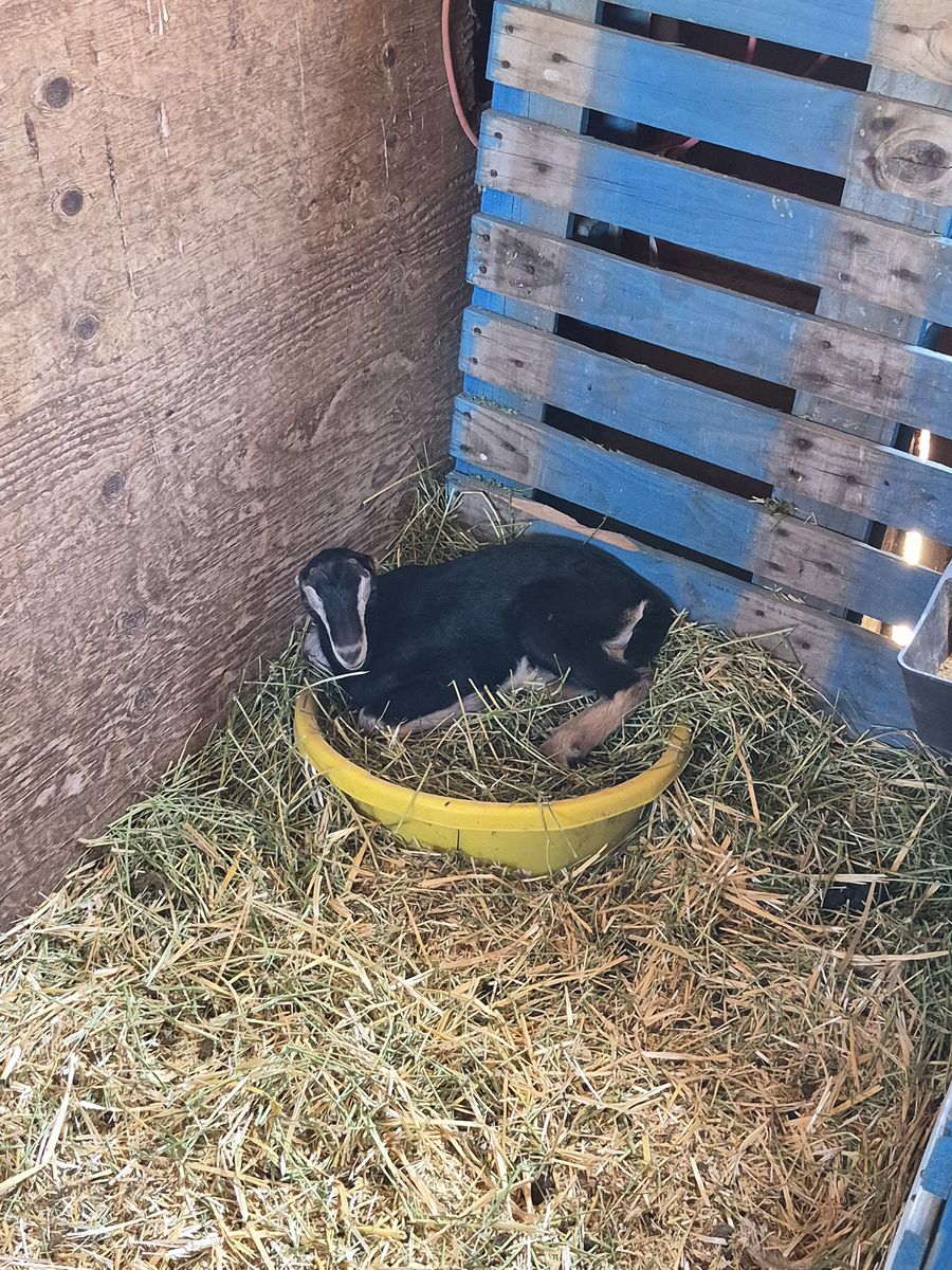 Lamancha Buckling