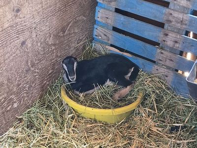 Lamancha Buckling
