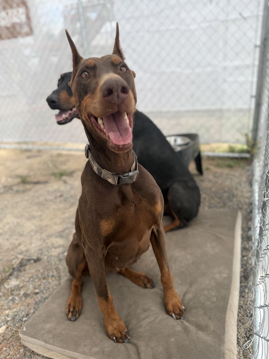 Rehoming our beloved 9 yr old female Doberman pincher