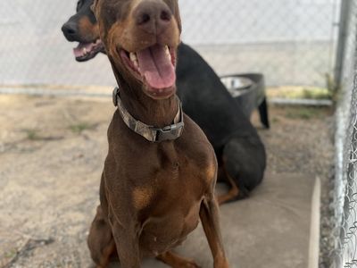 Rehoming our beloved 9 yr old female Doberman pincher