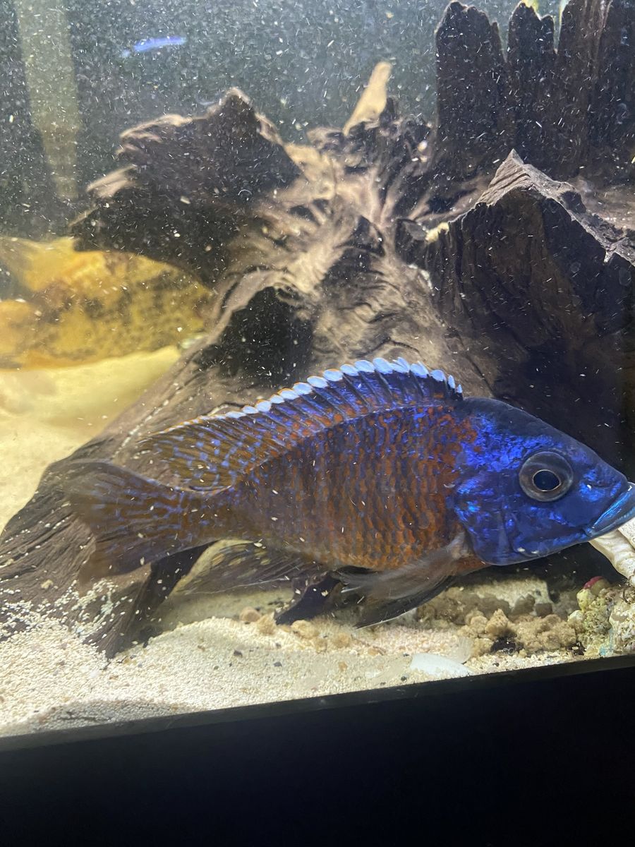 African Peacock Cichlids