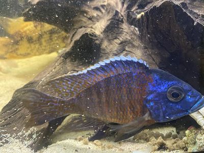 African Peacock Cichlids