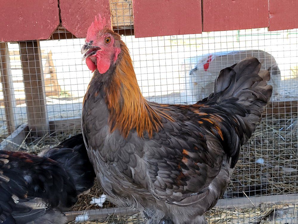 Blue Copper Marans Young Rooster! New Lines!
