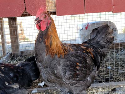 Blue Copper Marans Young Rooster! New Lines!