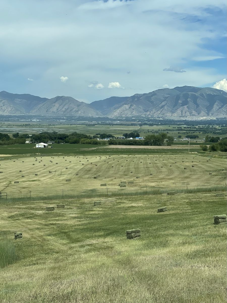 Grass Hay in small bales