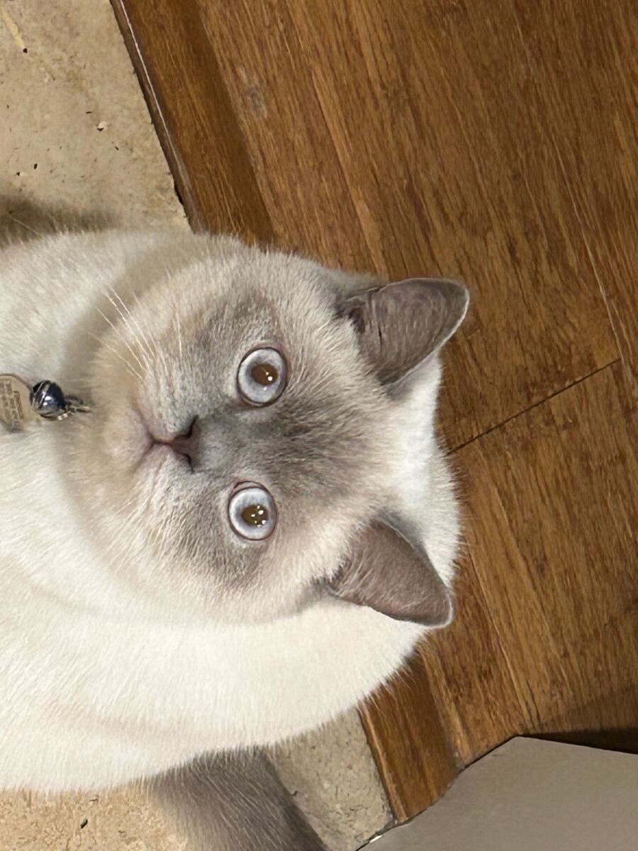 Meet Finnick Your Future Best Friend