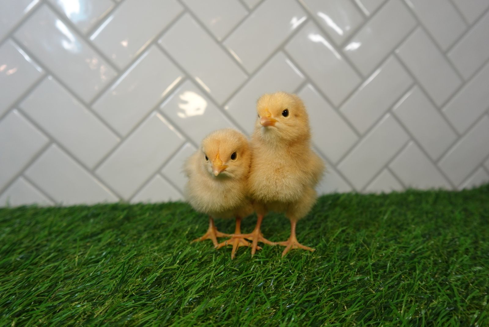 Buff Orpington Pullets
