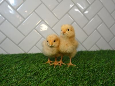 Buff Orpington Pullets