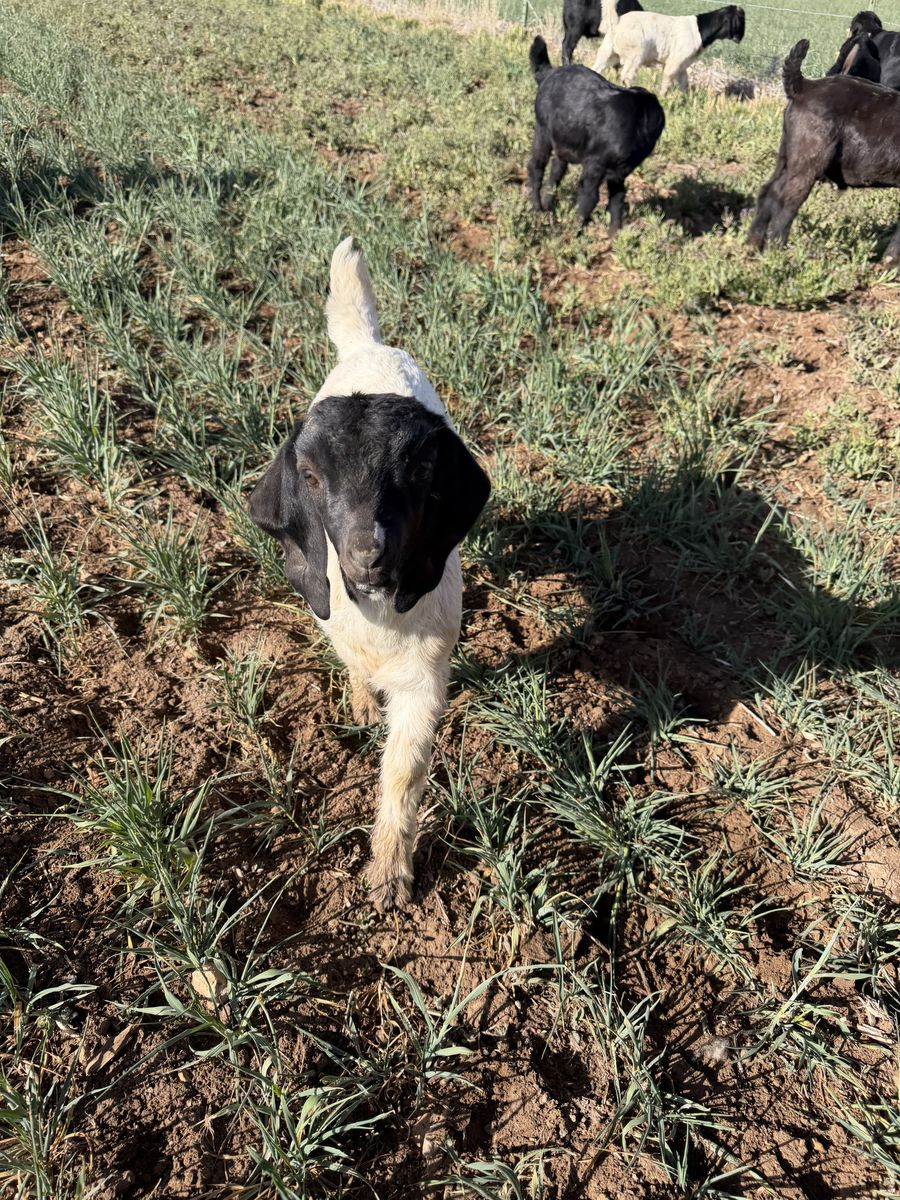 Boer Goat Kid bottle babies bummers