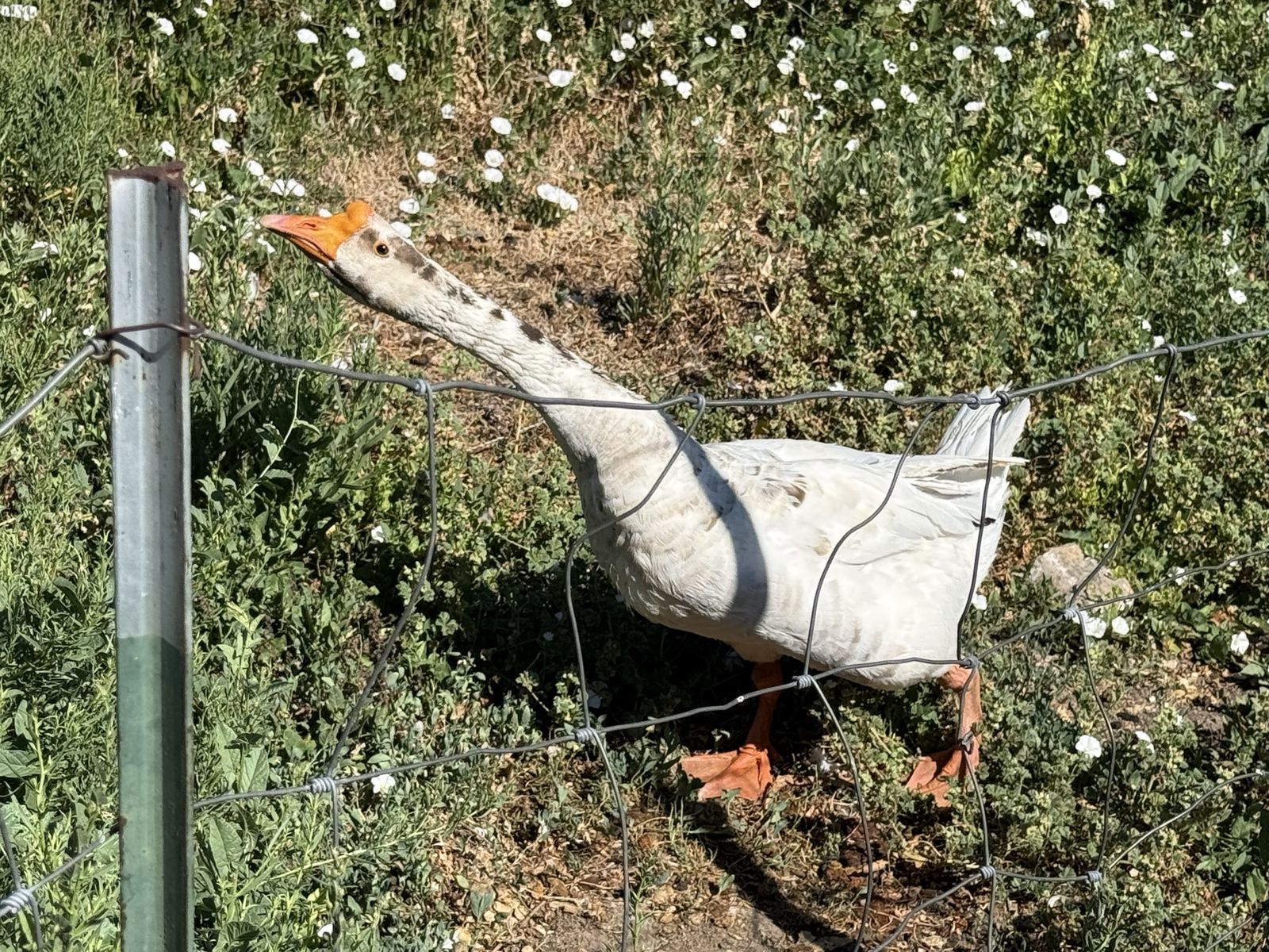 Male Goose for Sale