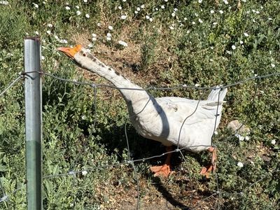 Male Goose for Sale