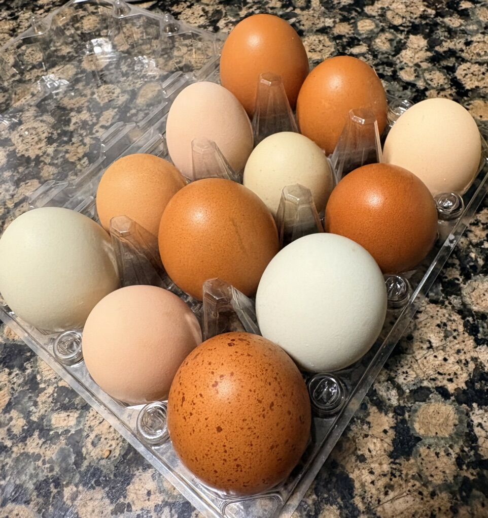 Organic Chicken Eggs