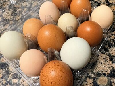 Organic Chicken Eggs