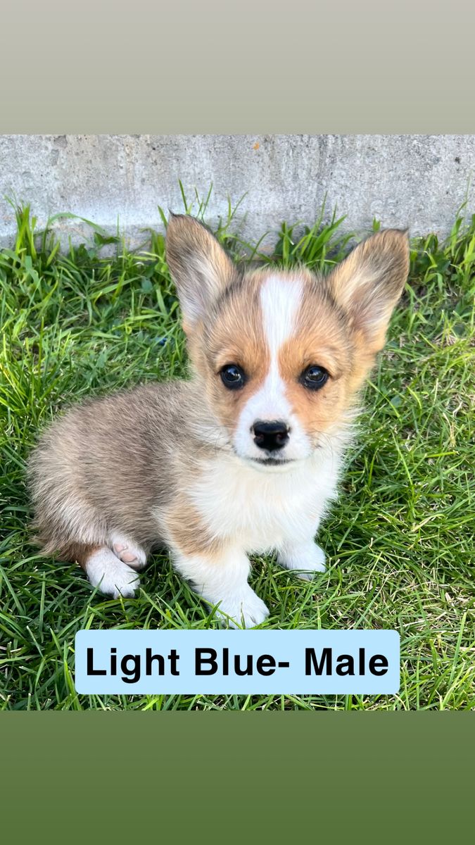 AKC Corgi Puppies