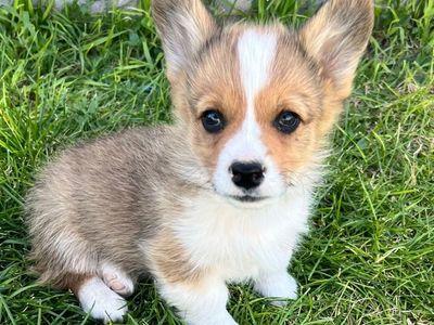 AKC Corgi Puppies