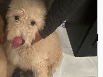 Golden doodle pups