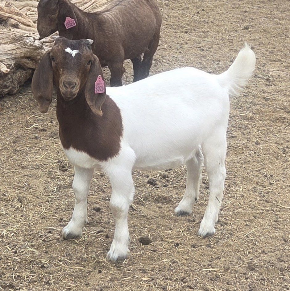 ABGA registered doe