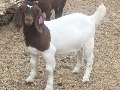 ABGA registered doe