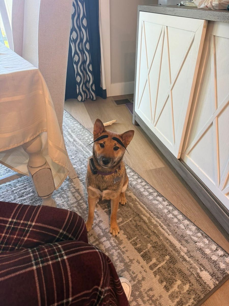 Shiba Inu Puppy, Female, 7 Months Old, Red Sesame, Potty/Crate Trained, Good with Kids/Pets